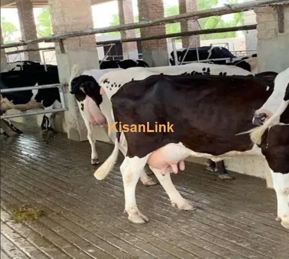 Australian cross breed fresh cows available