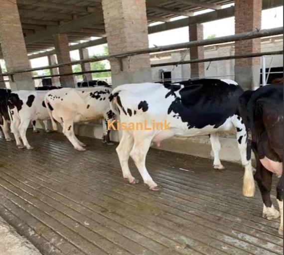 Australian cross breed fresh cows available