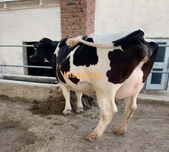 Australian cross breed fresh cows available