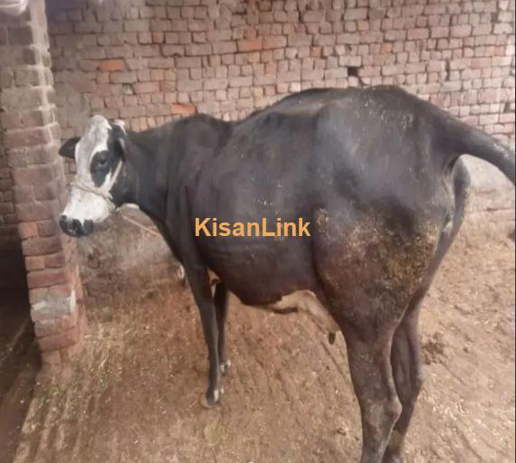 Friezen Cow / Cow for sale /Cow