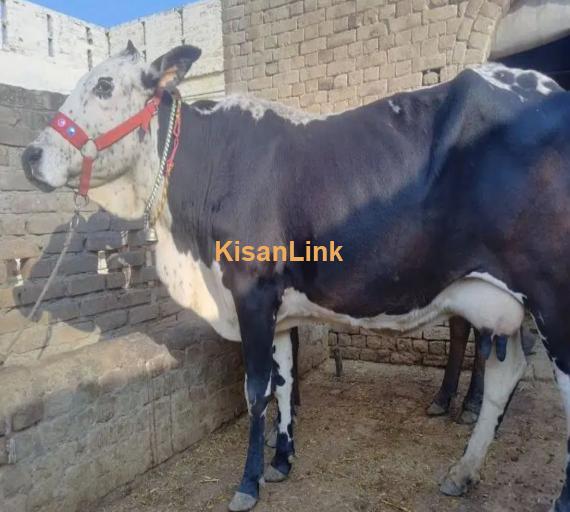 Frizan Cow | Cholistani Cow For Sale