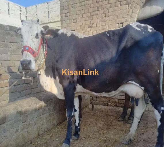 Frizan Cow | Cholistani Cow For Sale