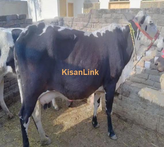 Frizan Cow | Cholistani Cow For Sale