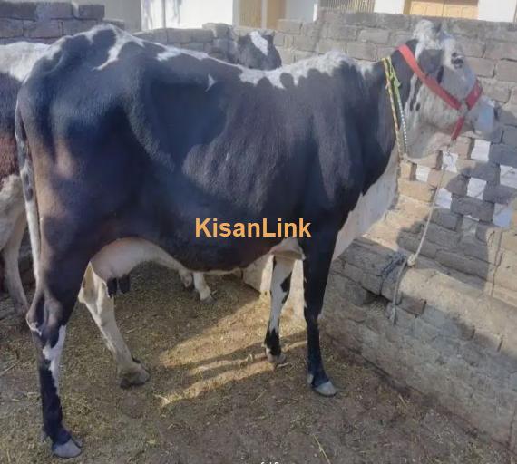 Frizan Cow | Cholistani Cow For Sale