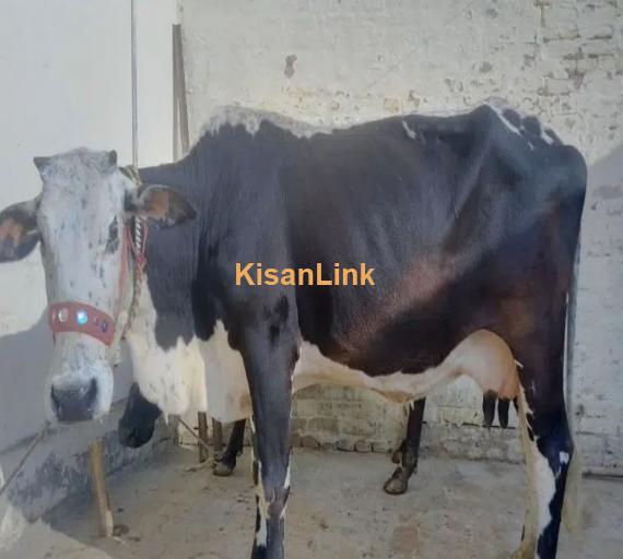 Frizan Cow | Cholistani Cow For Sale