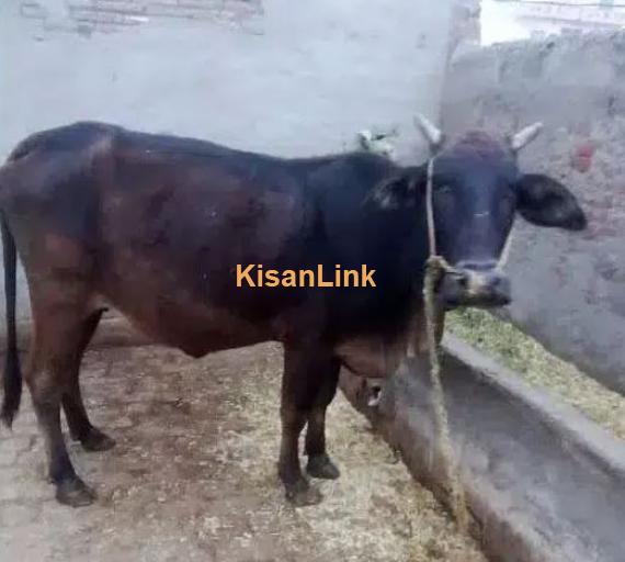 Cow for sale