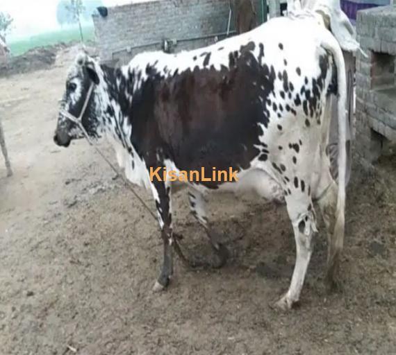 cow for sale