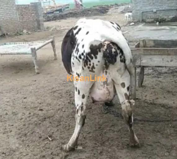 cow for sale