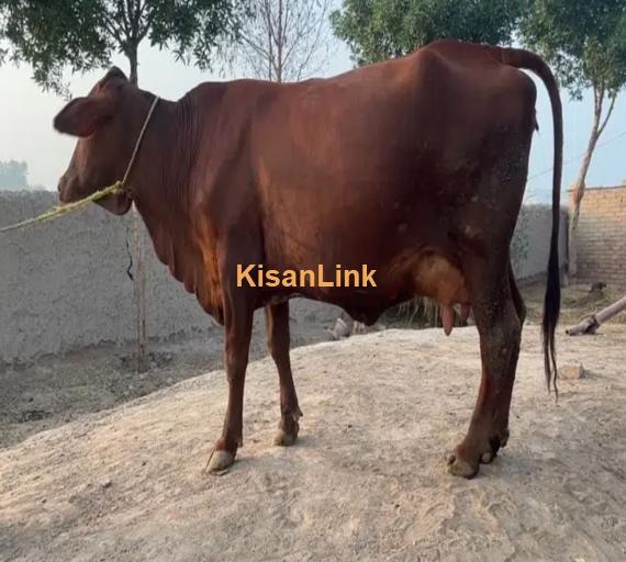 Cow for sale
