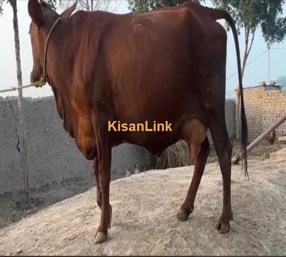 Cow for sale