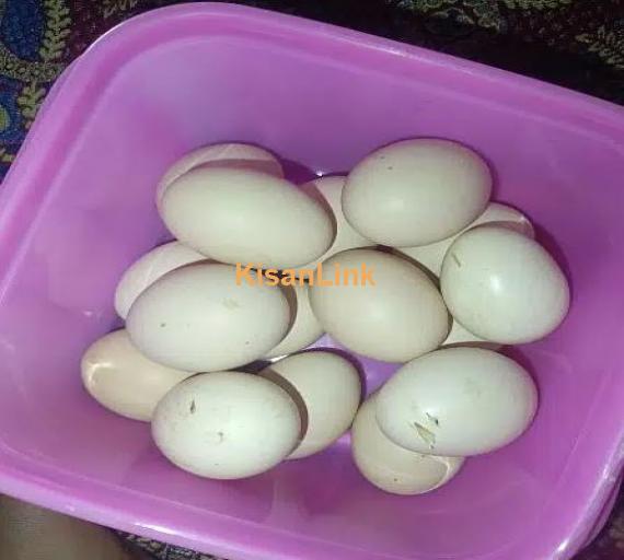 aseel eggs
