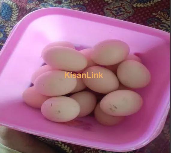 aseel eggs