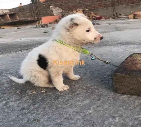 Russian dog for sale / Russian Long coat / Dog for sale