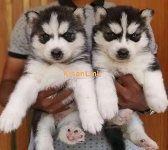 husky puppies pair for sale
