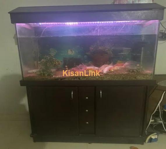 Complete setup Fish Aquarium with Fishes