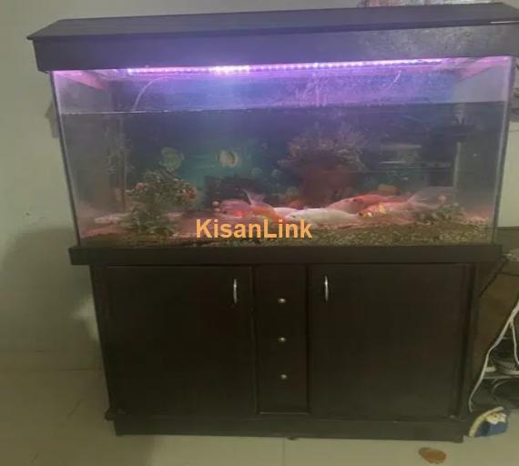 Complete setup Fish Aquarium with Fishes