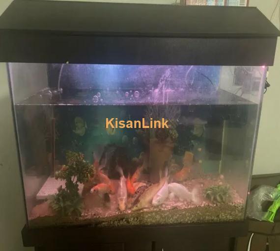 Complete setup Fish Aquarium with Fishes