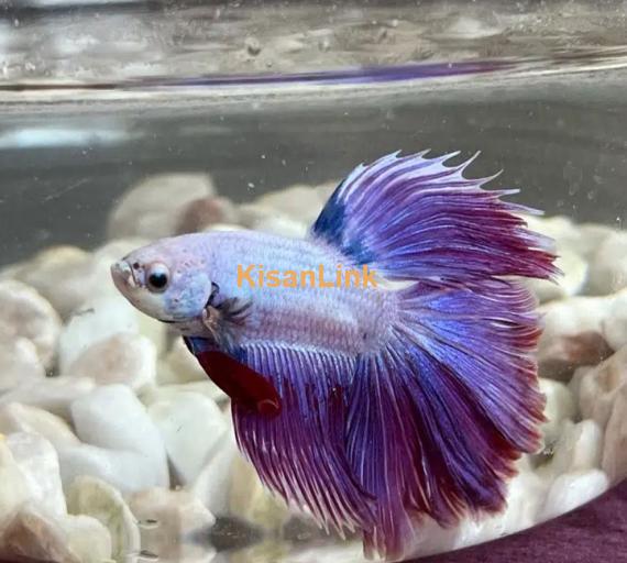 Betta Fighter fish available with home delivery in islamabad via bykea