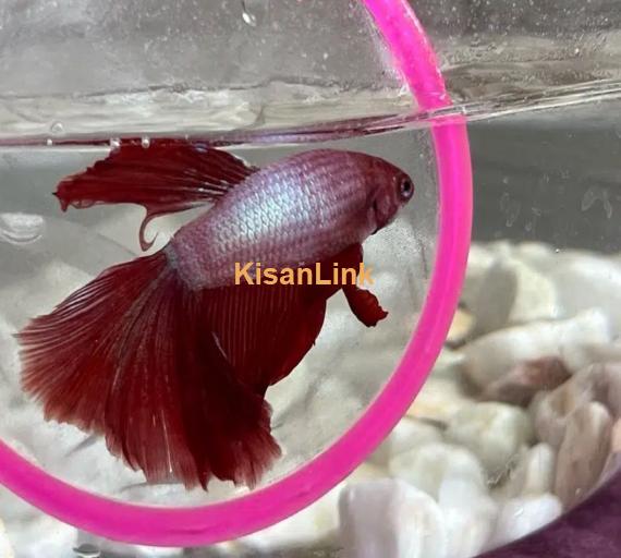 Betta Fighter fish available with home delivery in islamabad via bykea