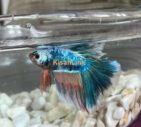 Betta Fighter fish available with home delivery in islamabad via bykea