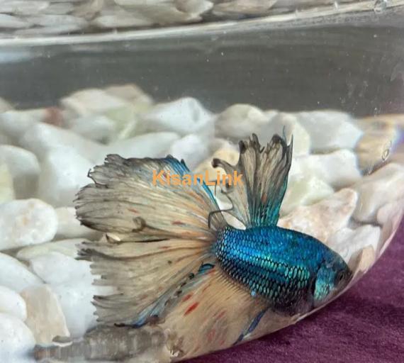 Betta Fighter fish available with home delivery in islamabad via bykea