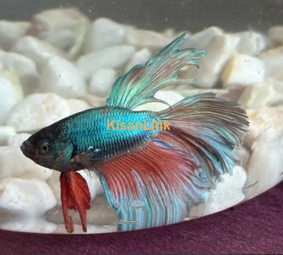 Betta Fighter fish available with home delivery in islamabad via bykea