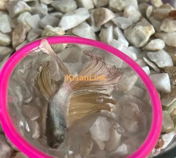 Betta Fighter fish available with home delivery in islamabad via bykea