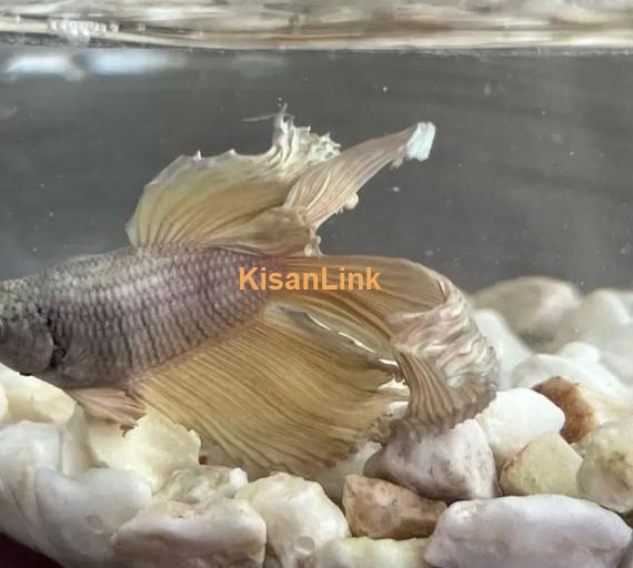 Betta Fighter fish available with home delivery in islamabad via bykea