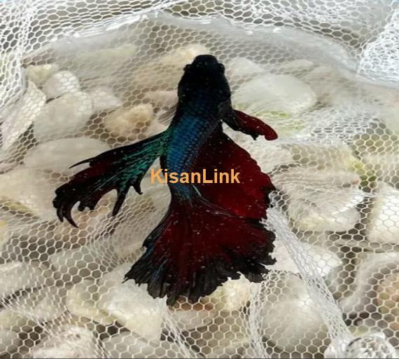 Betta Fighter fish available with home delivery in islamabad via bykea