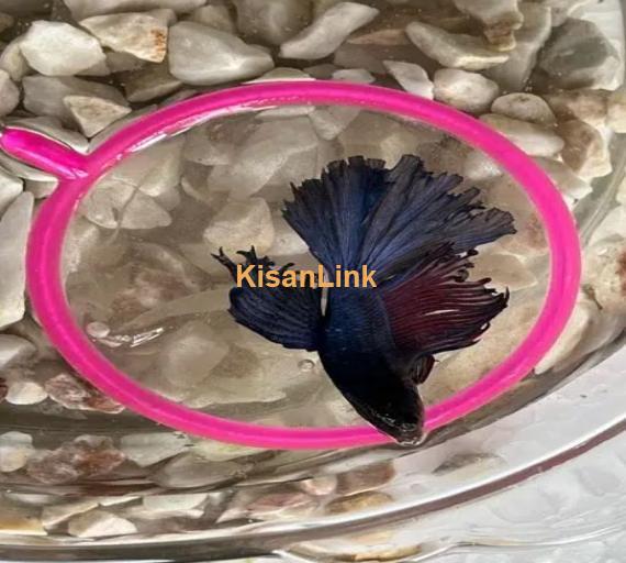 Betta Fighter fish available with home delivery in islamabad via bykea