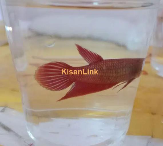 Breeder female betta