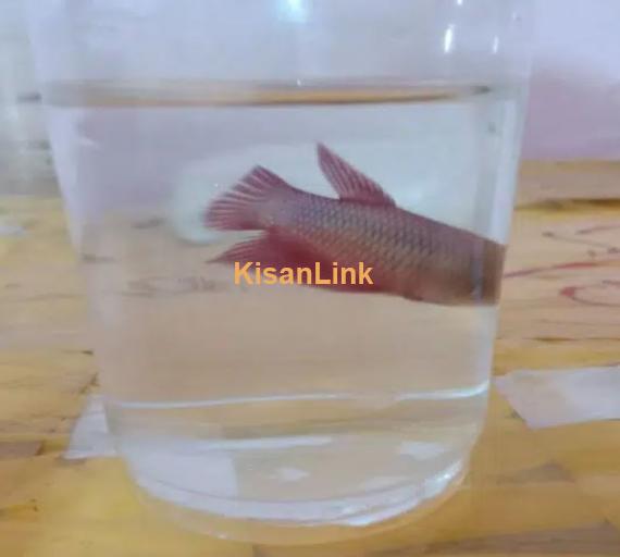 Breeder female betta