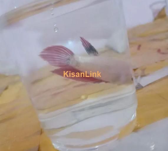 Breeder female betta