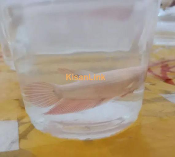 Breeder female betta