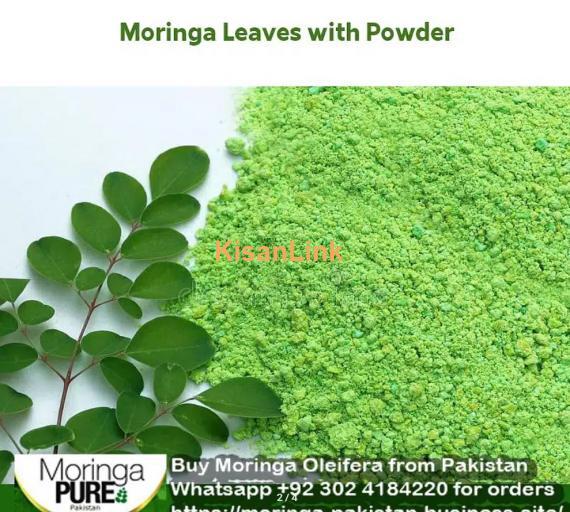 Moringa Powder Pakistan (Best Sale 2024): Fresh Moringa Oleifera