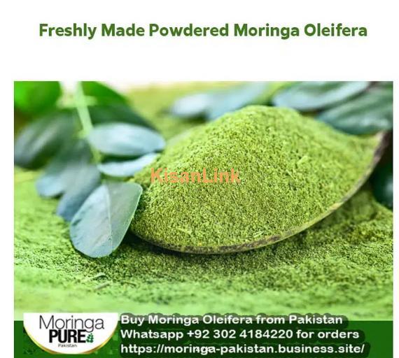 Moringa Powder Pakistan (Best Sale 2024): Fresh Moringa Oleifera