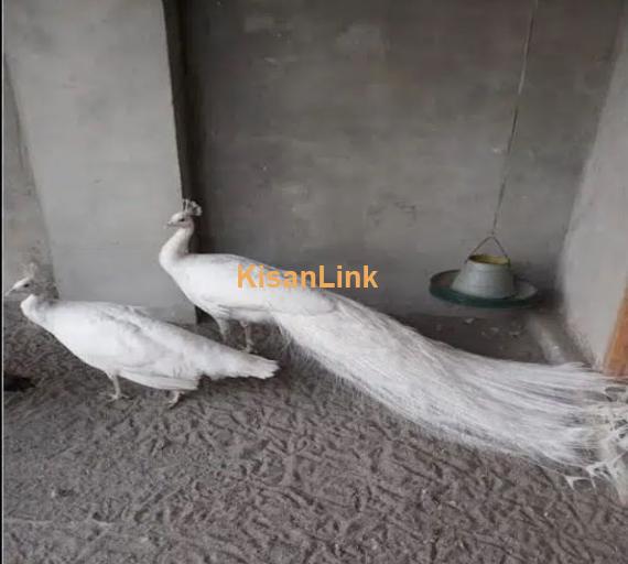 white peacock / peacock for sale / peacock