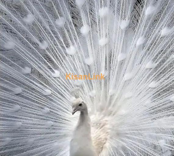 white peacock / peacock for sale / peacock