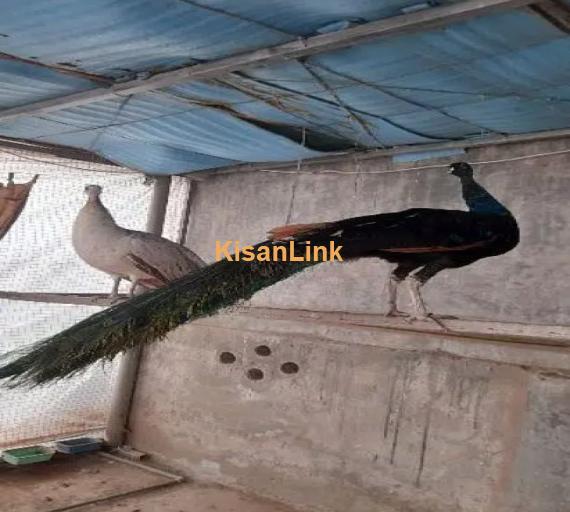 Black Shoulder Peacocks Breeder pair