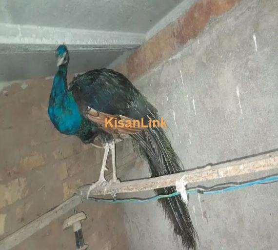 Black Shoulder Peacocks Breeder pair