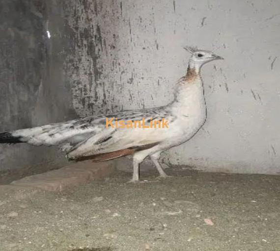 Black Shoulder Peacocks Breeder pair