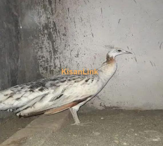 Black Shoulder Peacocks Breeder pair