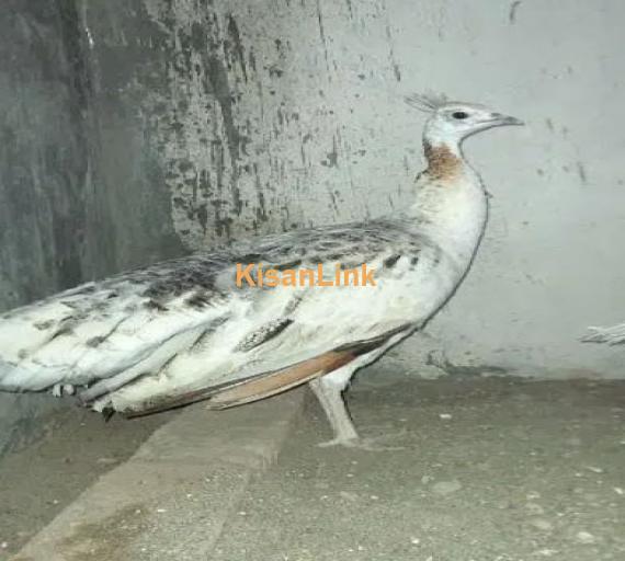 Black Shoulder Peacocks Breeder pair