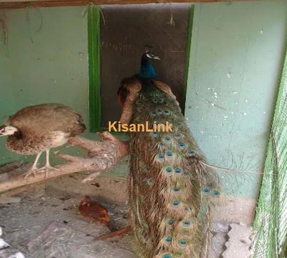 Peacock Adults & Chick Available