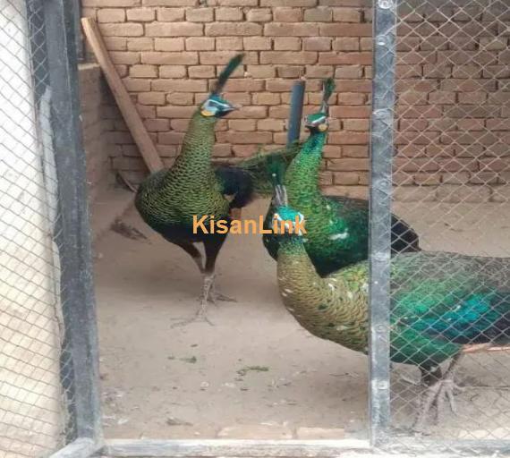 Peacock Adults & Chick Available
