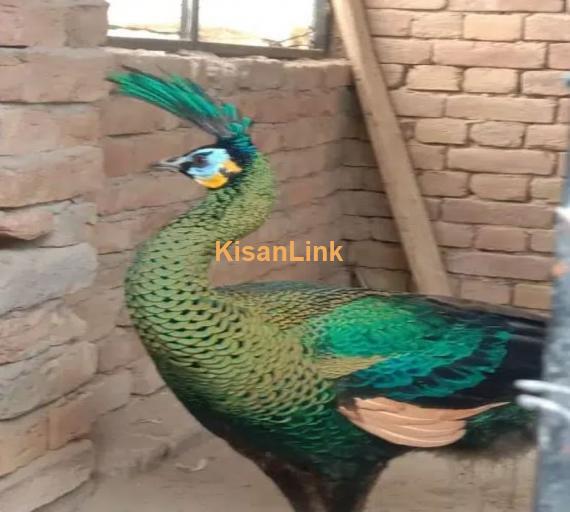 Peacock Adults & Chick Available