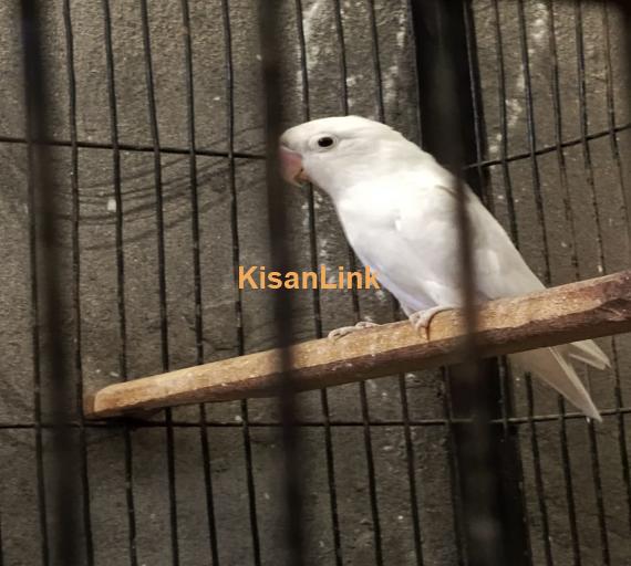 Black Eye Albino Paper White Lovebird