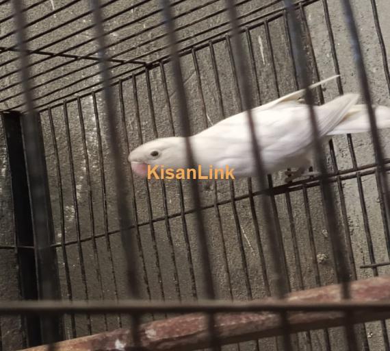 Black Eye Albino Paper White Lovebird
