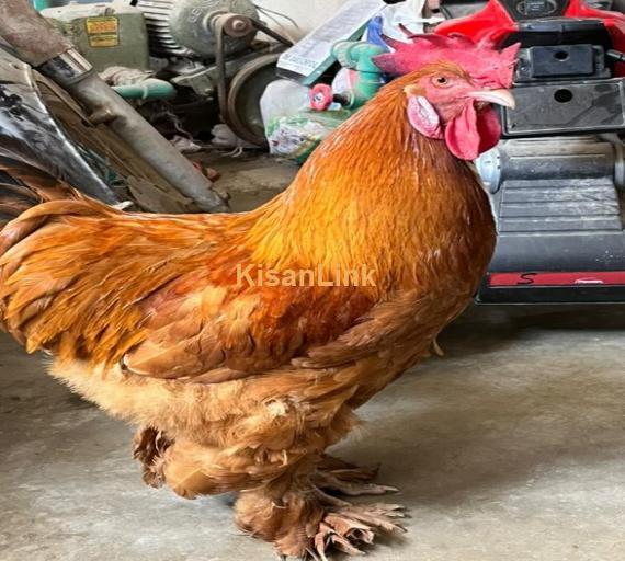 Golden heavy buff roaster