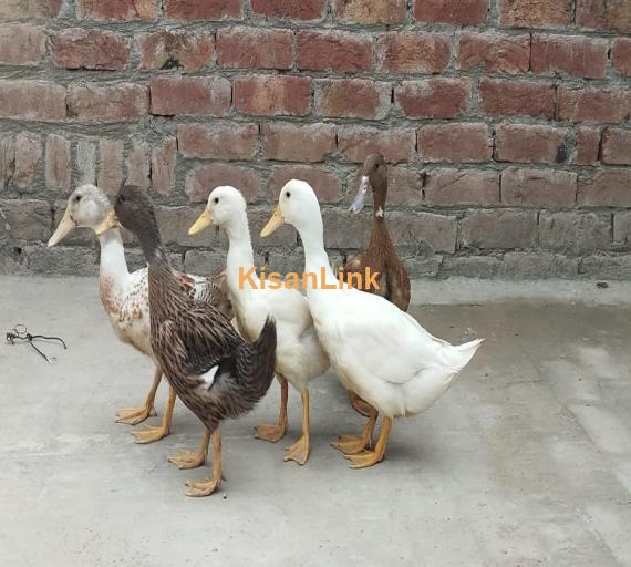 Ducks